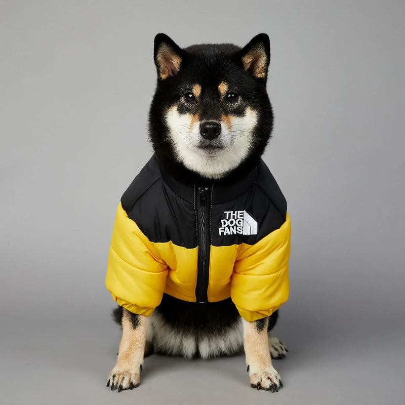 Shiba Inu dog wearing a stylish black and yellow jacket, perfect for winter weather and outdoor adventures.