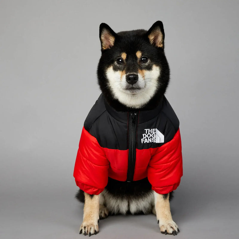 Shiba Inu wearing a red and black winter pet jacket, stylish and warm for chilly days.