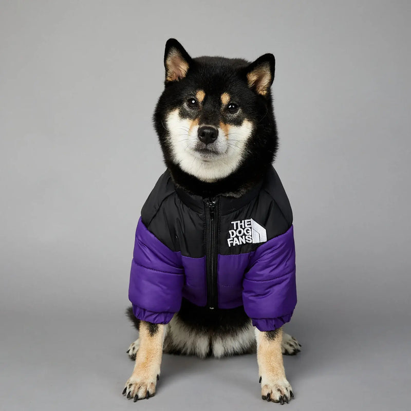 Shiba Inu wearing a stylish black and purple dog jacket, showcasing warmth and comfort for winter adventures.