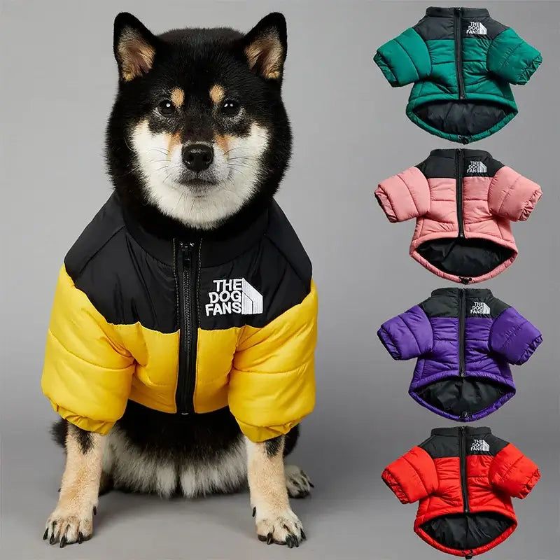 Shiba Inu wearing a yellow and black dog jacket, surrounded by colorful jackets in green, pink, red, and purple.