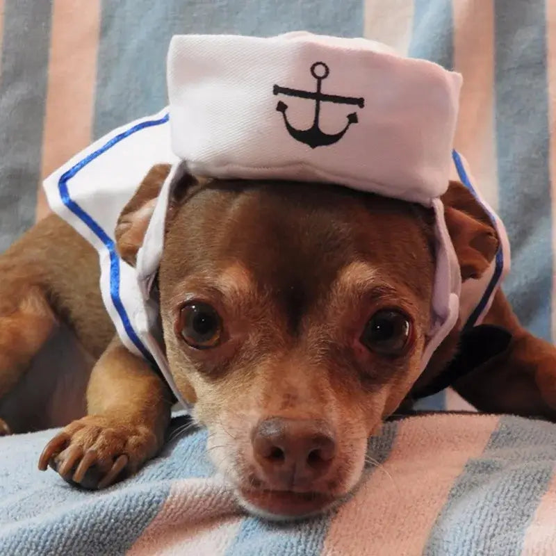 Brown dog wearing a cute navy sailor costume with a hat and cloak, perfect for Halloween or cosplay.