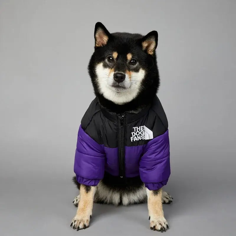 Shiba Inu wearing a stylish black and purple winter jacket for pets, showcasing warmth and comfort.