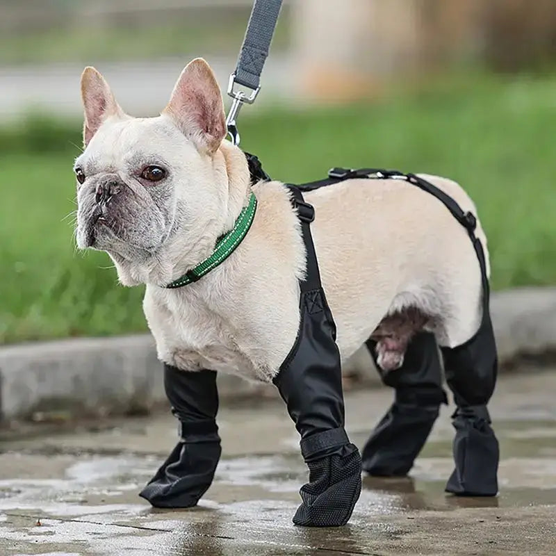 French Bulldog wearing waterproof anti-slip dog booties for outdoor protection and comfort during walks.