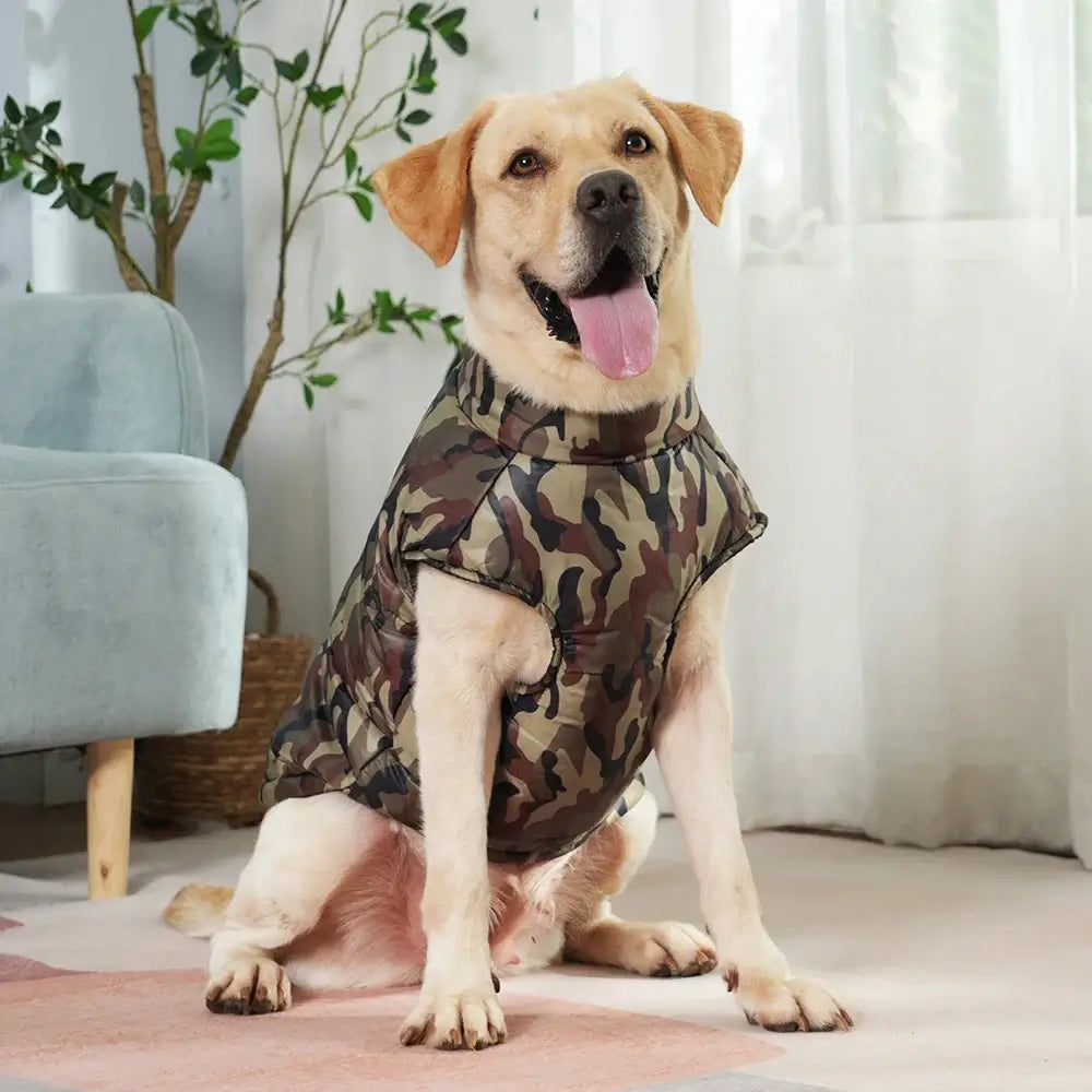 Labrador retriever wearing a camouflage dog jacket, showcasing a stylish and warm pet outfit for autumn/winter.