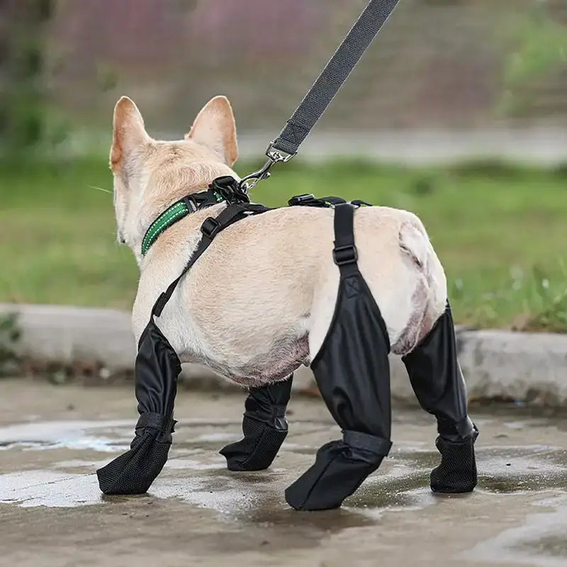 Small dog wearing waterproof anti-slip booties for outdoor activities, showcasing comfort and protection for pet paws.